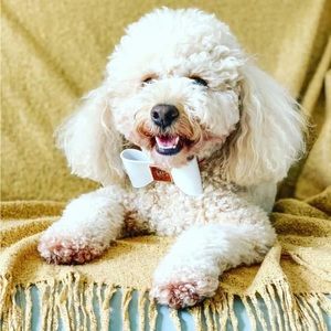 HGP Luxury Leather Dog Collar | Gold Hardware & Bow | Small | New